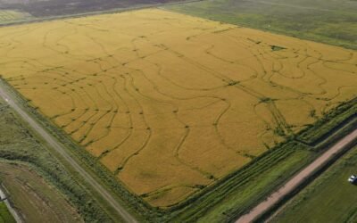 Podcast INIA sobre “Sostenibilidad de los sistemas arroz-ganadería”.