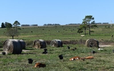 En 2025 la oferta de tierras estuvo estable, según la Cámara de Inmobiliarias Rurales.