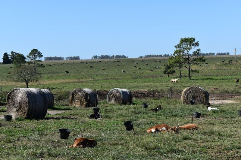 Las inversiones se traducen a litros de leche en la Colonia Reglamento de Tierras de 1815.