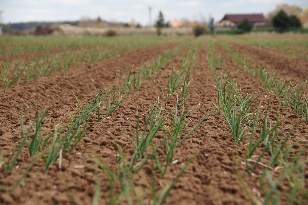 Empresa chilena obtiene fertilizantes a partir de residuos orgánicos en un proceso de sólo una hora.