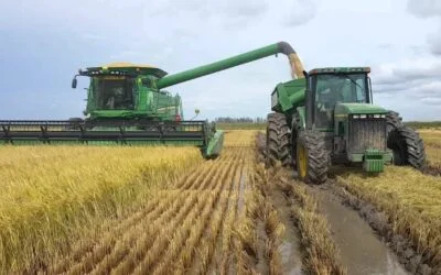 Suministro mundial de arroz amenazado por la guerra en Irán y El Niño.