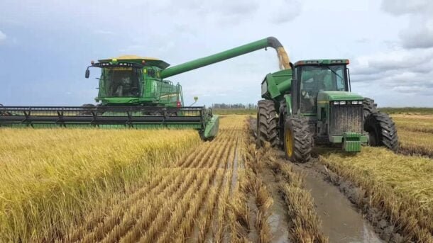 Arroz bajo presión: fertilizantes caros, combustible disparado y El Niño anticipan un mercado mundial más ajustado