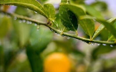 Recomendaciones de INIA para prevenir el daño de heladas en citricultura.