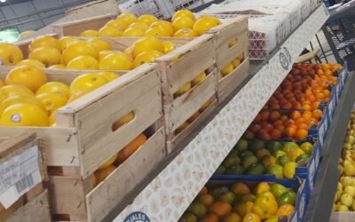 Detectan HLB en Bella Unión y el MGAP declaró emergencia sanitaria.