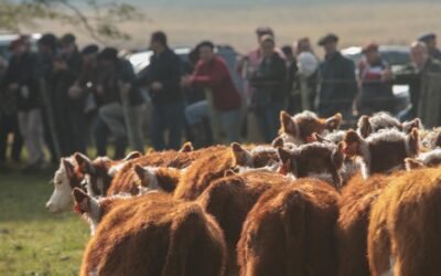 En pocas horas cierra el plazo para inscribirse en la Gira Internacional Hereford a realizarse en Argentina, Brasil y Uruguay.