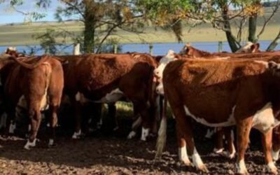 Muy buen remate de Zambrano de los vientres de Isla Larga.