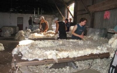 En lo local, escaso movimiento en el mercado de lanas.