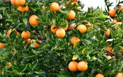 Uruguay consume y exporta cítricos con menos agroquímicos gracias al trabajo conjunto de investigadores, productores y las políticas públicas.