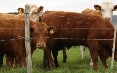 Agilidad en el remate de Lote 21 que colocó el 92% de la oferta.