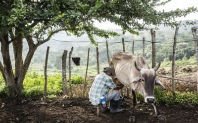 Cinco formas en que el sector lechero pueden contribuir a la sostenibilidad de los sistemas agroalimentarios.