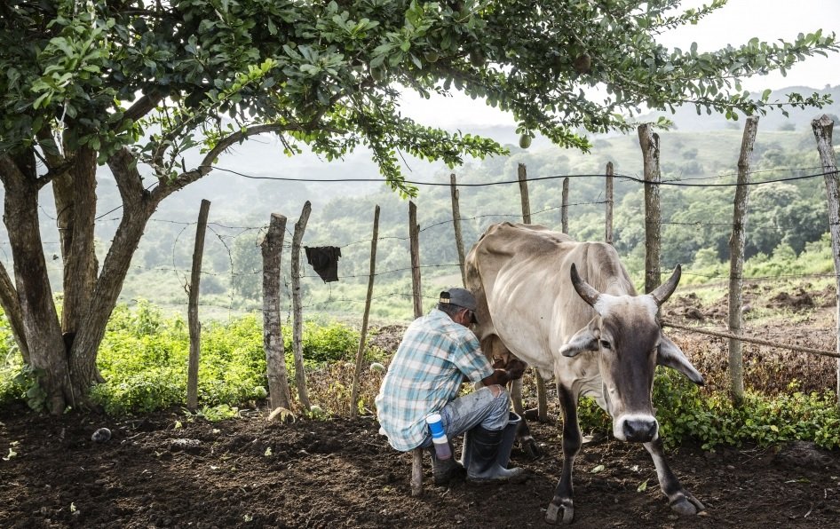 Cinco formas en que el sector lechero pueden contribuir a la sostenibilidad de los sistemas agroalimentarios.