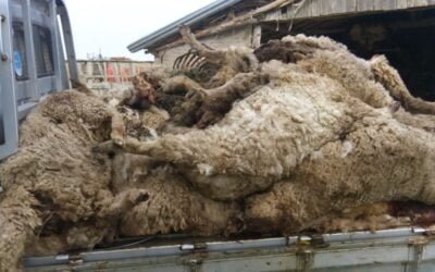 Perros causan muerte de ovinos y un ternero, todo valor US$ 2.000.