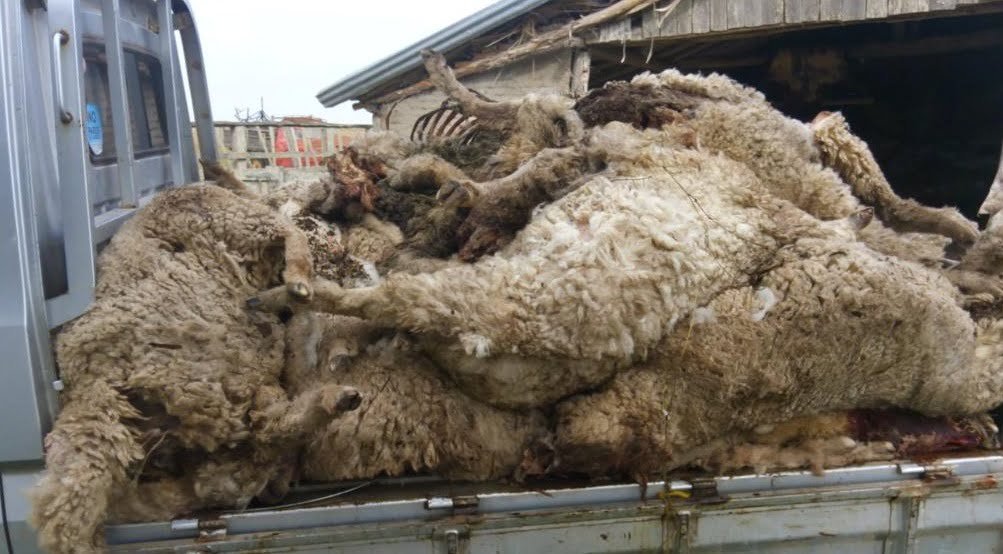 Perros causan muerte de ovinos y un ternero, todo valor US$ 2.000.