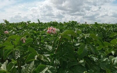 La papa en otoño: Producción de 29.700 toneladas en un área menor a la de primavera.