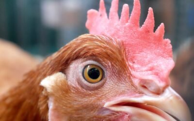 Sudamérica en alerta máxima por influenza aviar