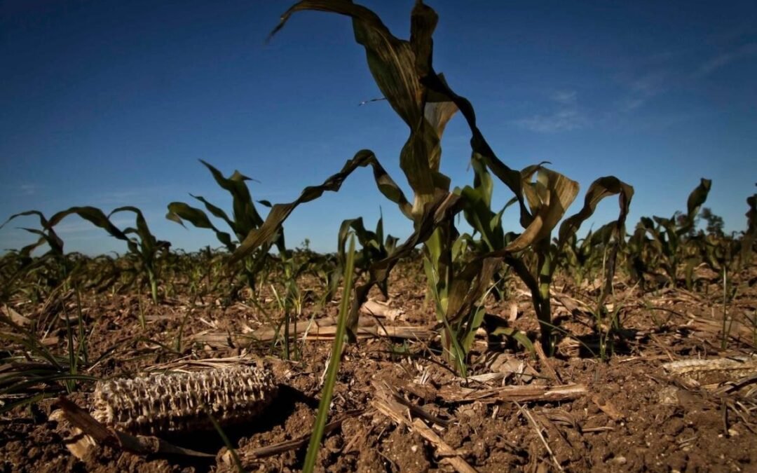 Estados Unidos: Las “sequías repentinas” son la próxima gran amenaza climática del Medio Oeste.