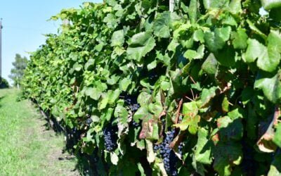 Más del 18% de la uva para vino cosechada en la vendimia 2022 recibió certificación de producción sostenible.