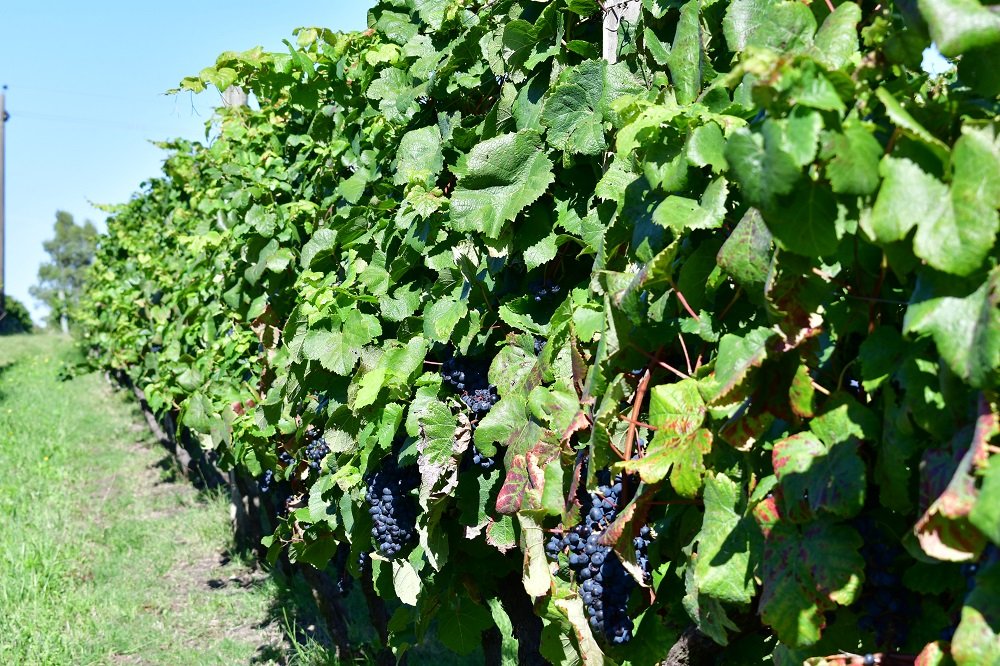Más del 18% de la uva para vino cosechada en la vendimia 2022 recibió certificación de producción sostenible.
