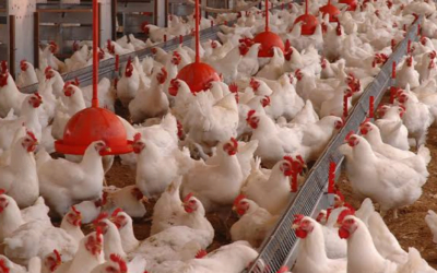 En Brasil, exportaciones de pollo llegan a nuevo récord.