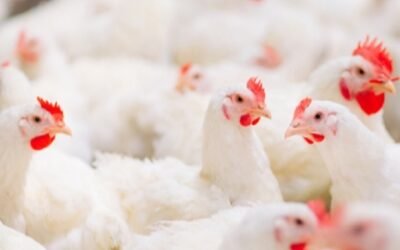 Faena de aves creció 2,67%.