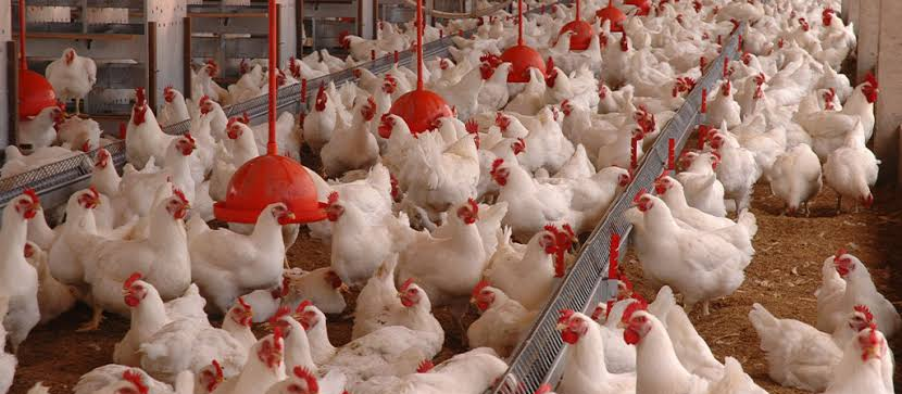En Brasil, exportaciones de pollo llegan a nuevo récord.