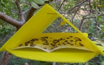 Fue creado el Catálogo Nacional de Insumos para el Monitoreo de Plagas.