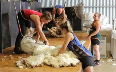 Sigue subiendo la lana en el mercado internacional.