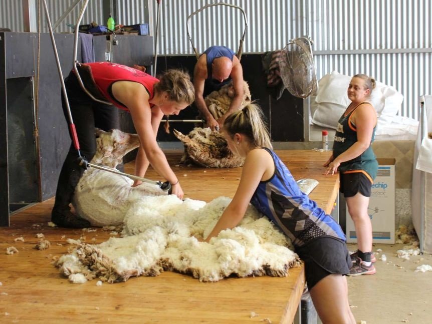 Semana estable para las lanas en el mercado internacional.