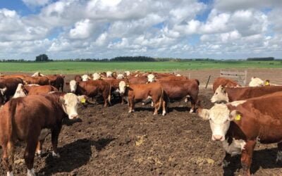 Con escasa oferta del gordo especial se recuperaron los valores.