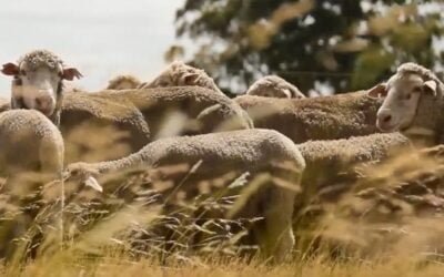 Presidente del SUL dijo que hay pocos avances en el tema perros.