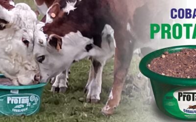 Protan, suplemento adecuado para pasar mejor el invierno.