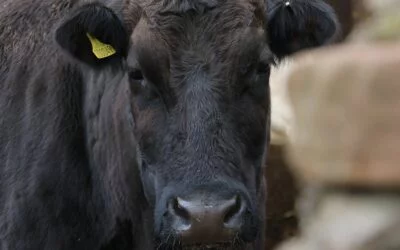 Pantalla Uruguay, en mayo Angus, vendió 5.383 vacunos y el mercado respondió.