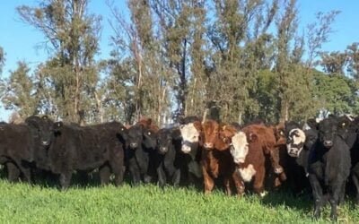 Hoy Pantalla Uruguay remata en Agro en Punta más de 7.200 vacunos.