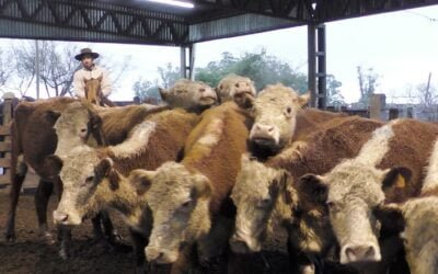 Con valores interesantes en Ortíz, Ricardo Bachino Grosso dispersó reducida oferta.