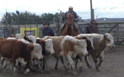 En Los Amigos, Carlos Bachino Agronegocios, mostró un mercado de valores sostenidos.