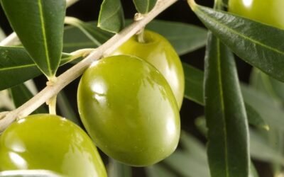 Los humanos cultivamos aceitunas desde hace 7.000 años.