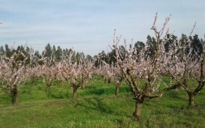 Apertura del Registro Nacional Frutihortícola correspondiente a 2026.