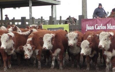 Juan Carlos Martínez Negocios Rurales tuvo una pista firme en Cuchilla de Silvera, donde se despachó surtida oferta.