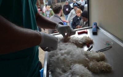 Castración e identificación. INBA convoca a organizaciones sin fines de lucro en todo el país.