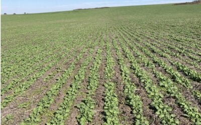 Ing. Guigou: “Se necesita sol para que los cultivos sigan avanzando”.