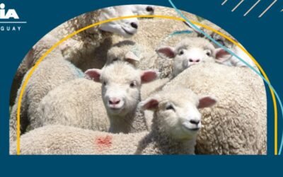 En agosto será el 7mo. Taller de Gestación en Ovinos.