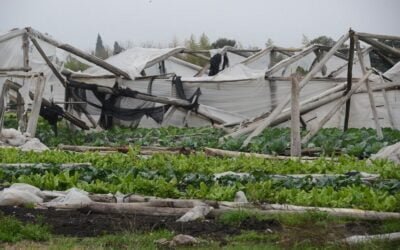 Fue declarada la emergencia agropecuaria para el sector granjero en Paysandú.