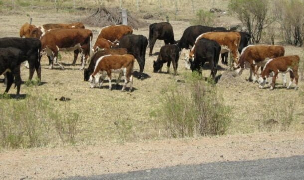 Prórrogas en el BPS y el BSE, más asistencia del BROU, entre las medidas por situación climática.