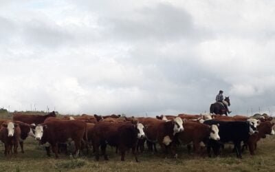 Mercado de haciendas: “Drástico cambio de actitud de la demanda”.