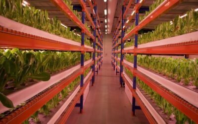 Dubái posee la granja vertical más grande del mundo con 95% de menor consumo de agua.