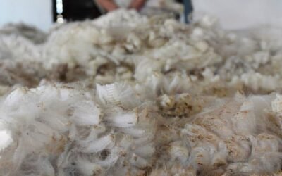 Lana. Negocios en el mercado local.