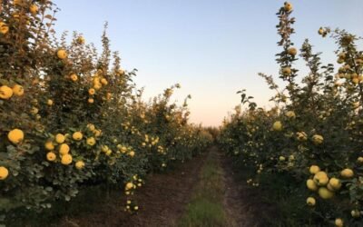 Digegra convoca a productores de membrillo para Plan de Adecuación en la Producción.