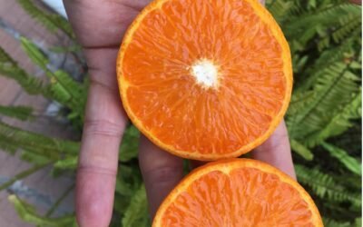 Desde hoy y hasta mañana, INIA invita a degustar los cítricos del futuro.