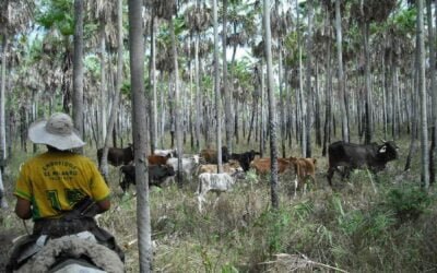 Productores paraguayos cuestionan “regularizaciones sin sustento científico que frenan el desarrollo”.