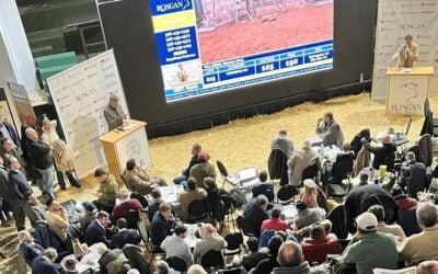 En Palermo, Rosgan logró un remate con una gran fortaleza en precios y volumen.